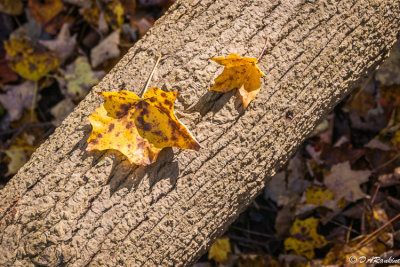 Fallen Leaves and Fallen Tree