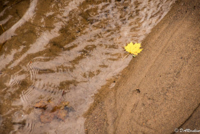 Leaf on Creek