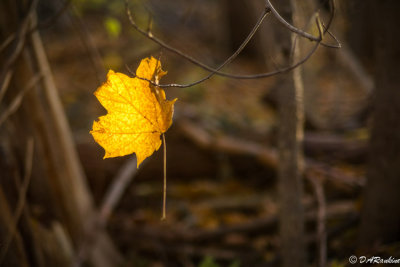 Snagged By a Twig