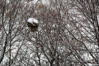 Autumn Snow on Squirrel's Nest