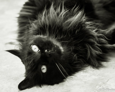 Jean's Cat VIII