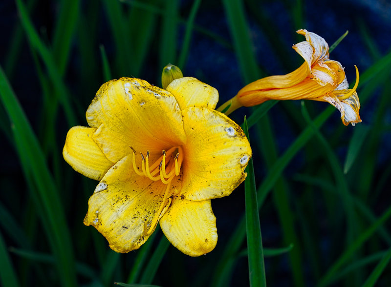 A ragged beauty