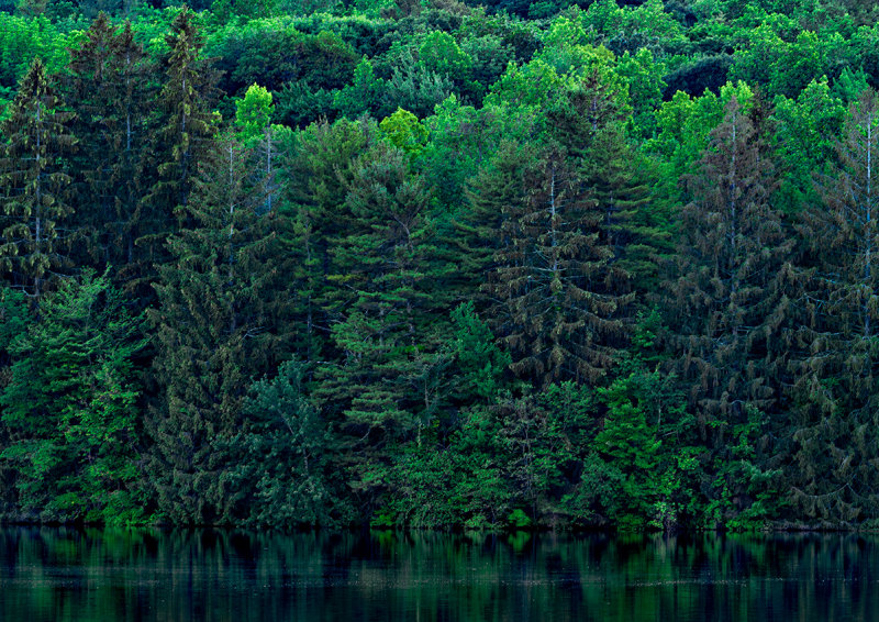 June at West Hartford Reservoir