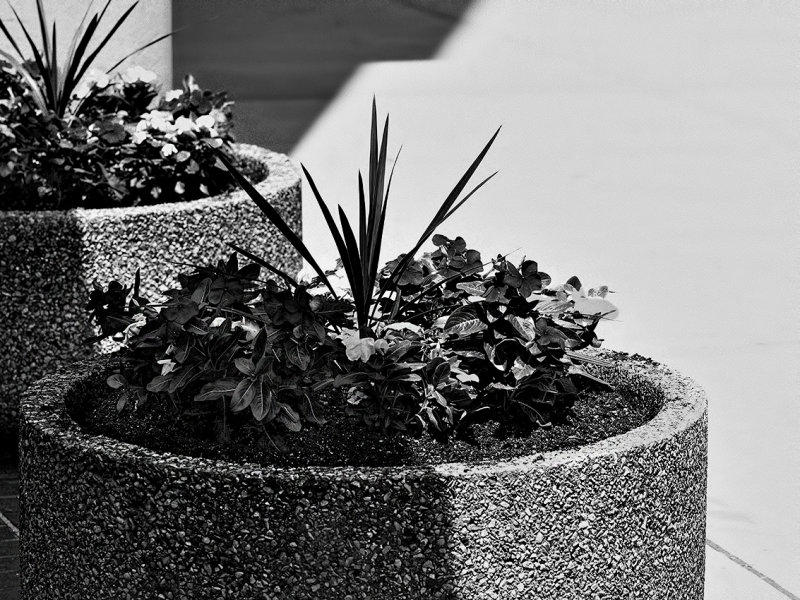 Flowers in black & white