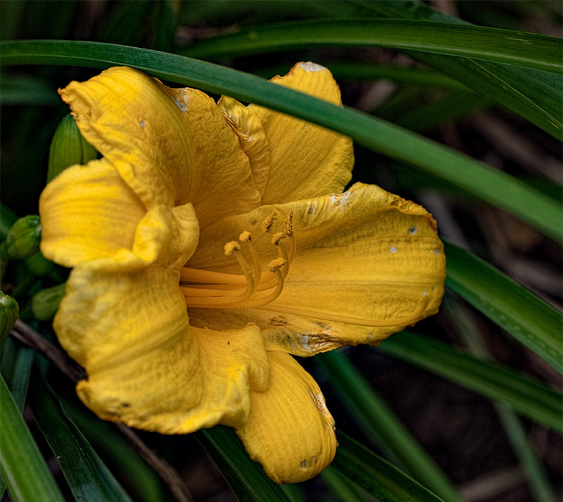 daylily