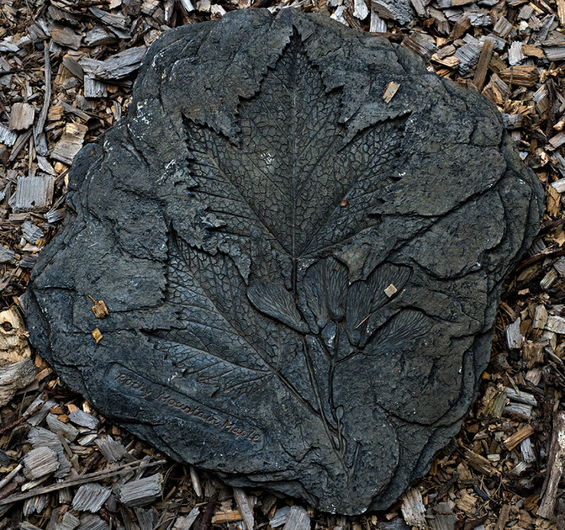 Rocky Mountain Maple