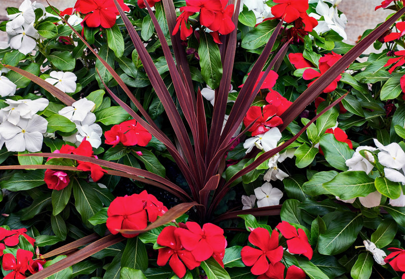 bursting forth with beauty