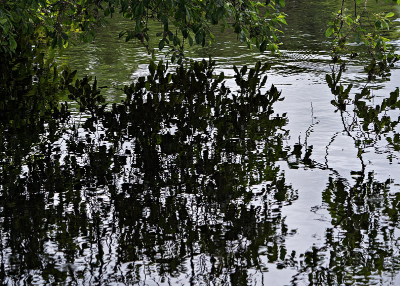 Reflections on the River Lee