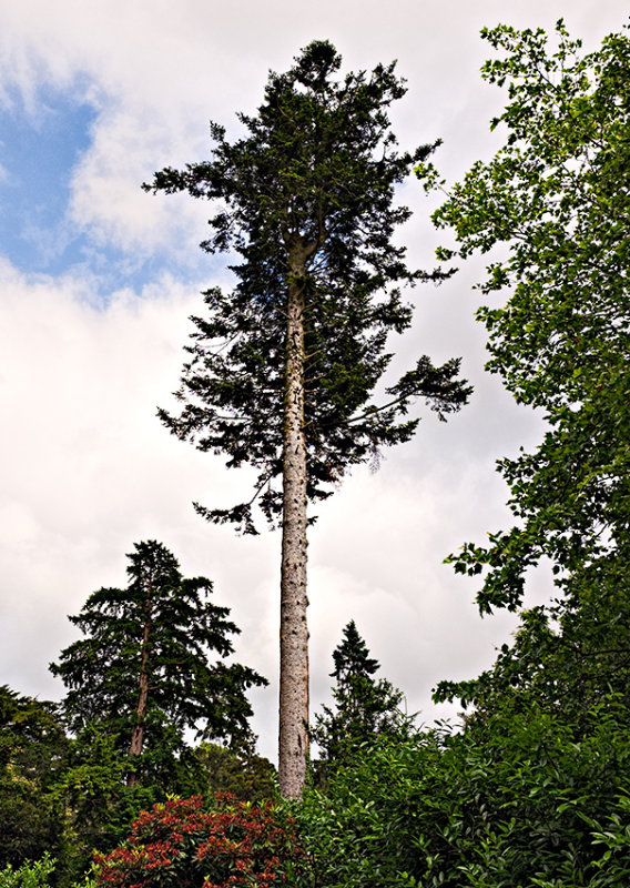 Fota Wildlife Park Gardens
