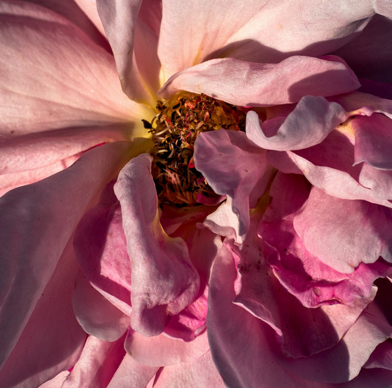 last rose 