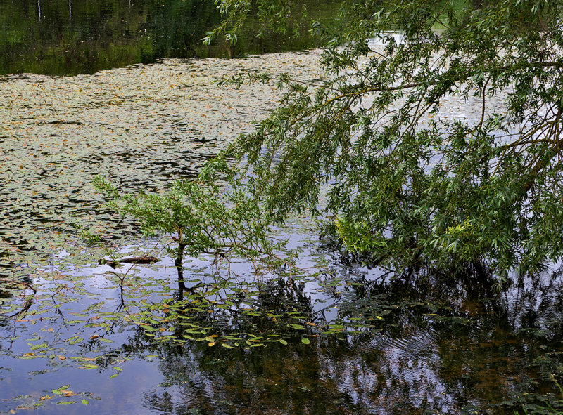 Along the River Lee