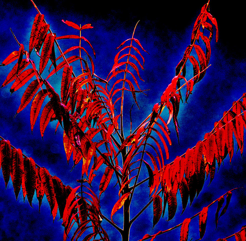nature abstracted