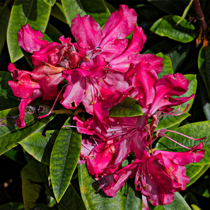 ailing beauty