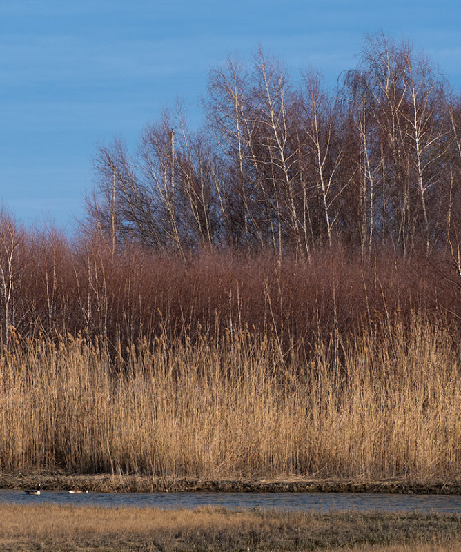 Marsh