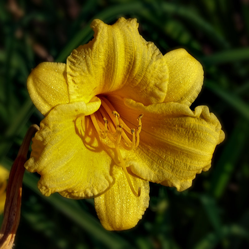 yellow, textures