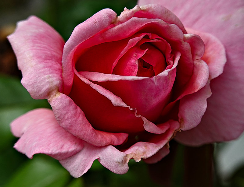 rose