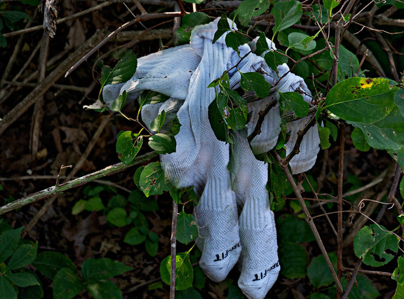 nature despoiled