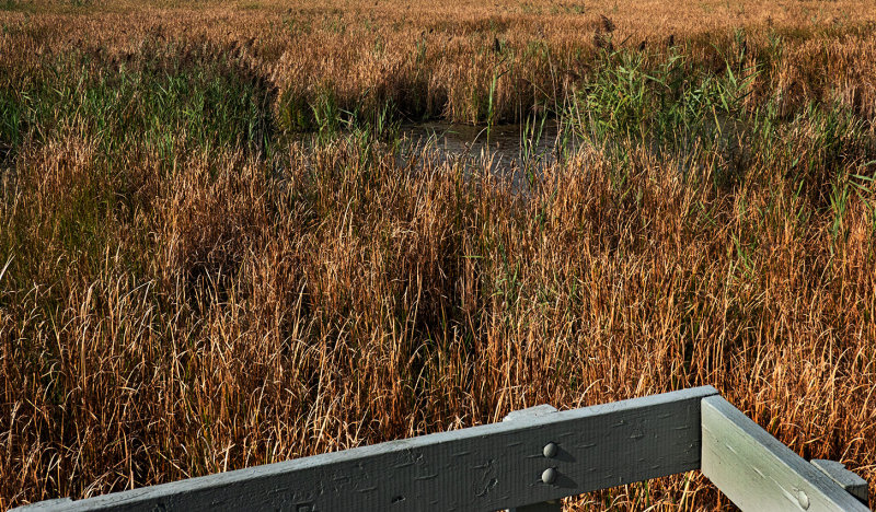 tidal marsh