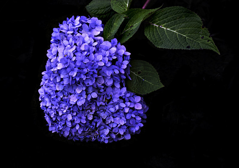 Hydrangea - early autumn