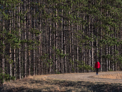 Fir trees and red jacket