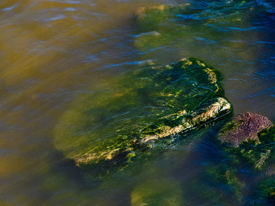 Rock covered with algae under water
