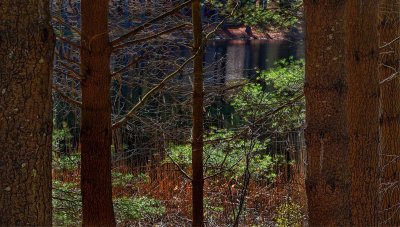 Through the trees - April in Connecticut
