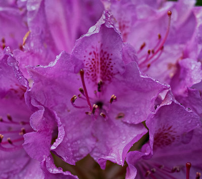 Bejeweled Rhododendron 