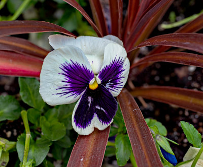 Pansy - May in Connecticut