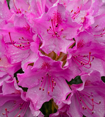 Rain drops on pink rhododendron