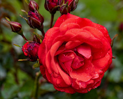 Rose in garden at Muckross House