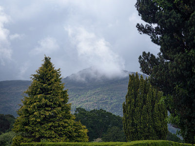 trees, mist and mountain