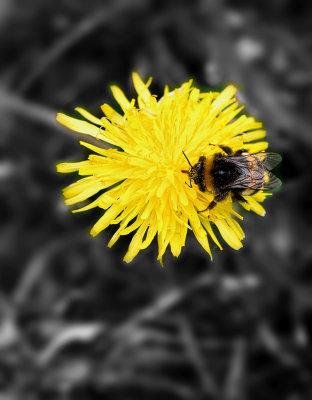 Irish bee and dandelion (2 of2) -Selective color