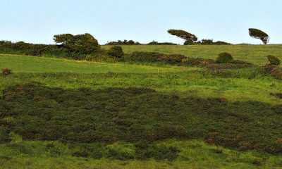 Windblown