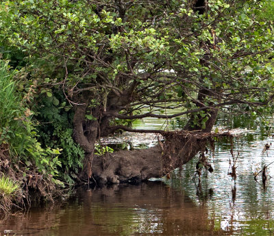 Along the River Lee