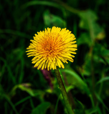 An Irish dandelion 