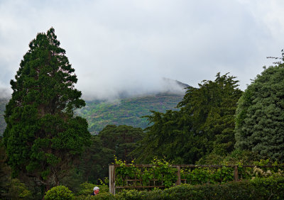 Muckross House Gardens