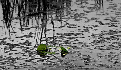 Green leaves on water -  color version below