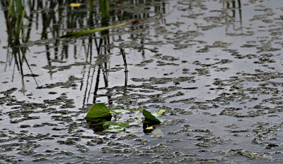 Green leaves on water - Selective color version below