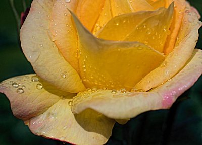 yellow rose