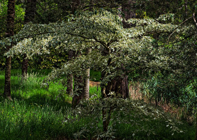 Fota Wildlife Park Gardens