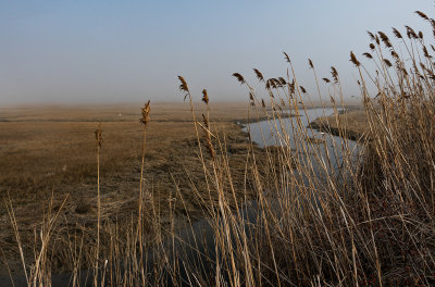 reeds, water & sky