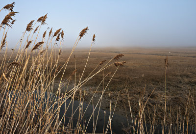 through the reeds