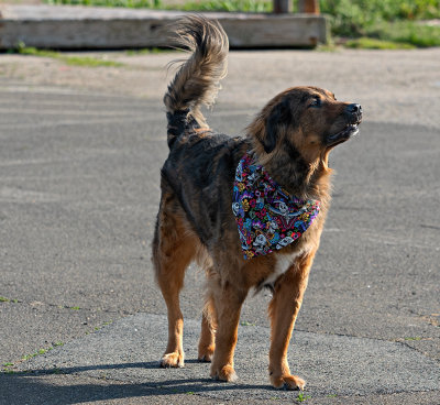 dog with bandana