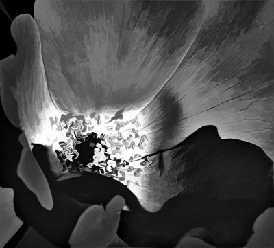 flower abstract in black and white