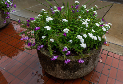 flowerpot in the rain