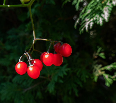 red berries