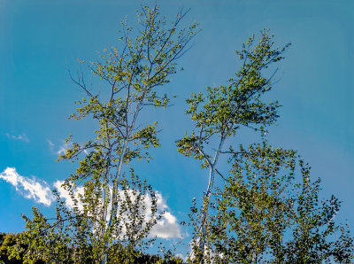 birch trees against the sky