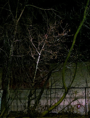 'winter', night lighting, parking lot, tree