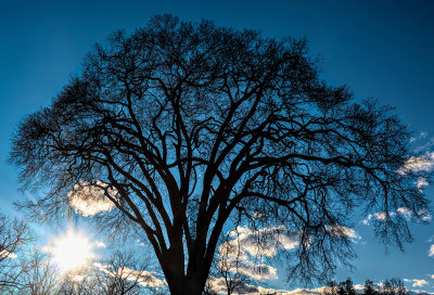 tree in winter at sundown