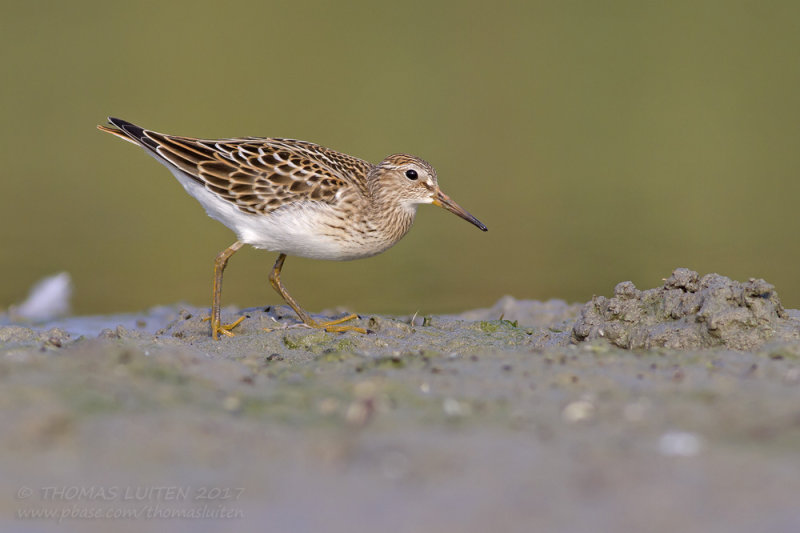 Pectoral Sandpiper - Gestreepte Strandloper - Calidris melanotos
